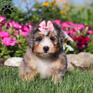 Flora, Mini Bernedoodle Puppy